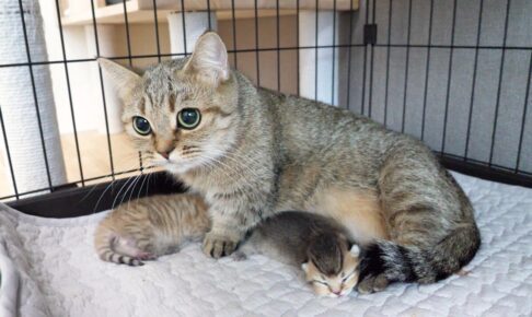 【子を守る愛】「私の赤ちゃんに何するの!?」子猫を体重計に乗せると激怒するママ猫が可愛すぎる - 肉球ドットコム(299.com)