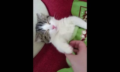 【快適すぎ】ブランケットをかけたら即座に夢の中へ…飼い主の優しさに包まれる猫 - 肉球ドットコム(299.com)