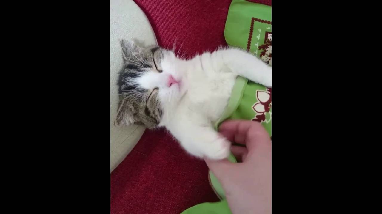 【快適すぎ】ブランケットをかけたら即座に夢の中へ…飼い主の優しさに包まれる猫 - 肉球ドットコム(299.com)