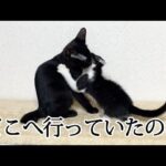 【感動の再会】「5時間ぶりだニャ!」離れていた子猫たちが再会直後に見せた熱い反応 - 肉球ドットコム(299.com)