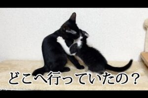 【感動の再会】「5時間ぶりだニャ!」離れていた子猫たちが再会直後に見せた熱い反応 - 肉球ドットコム(299.com)