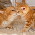 【心温まる】父猫ウィリアムと娘クロワッサナの感動的な初対面!優しさあふれる3分間の映像に反響 - 肉球ドットコム(299.com)