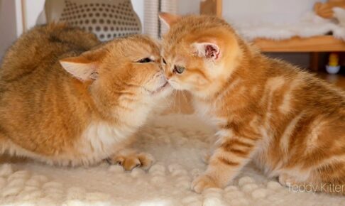 【心温まる】父猫ウィリアムと娘クロワッサナの感動的な初対面!優しさあふれる3分間の映像に反響 - 肉球ドットコム(299.com)