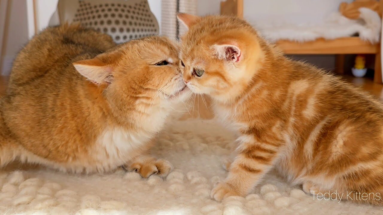 【心温まる】父猫ウィリアムと娘クロワッサナの感動的な初対面!優しさあふれる3分間の映像に反響 - 肉球ドットコム(299.com)