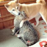 「戦意喪失」必至!飼い主の“チュー攻撃”にタジタジになる猫が可愛すぎると話題 - 肉球ドットコム(299.com)