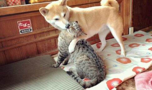 「戦意喪失」必至!飼い主の“チュー攻撃”にタジタジになる猫が可愛すぎると話題 - 肉球ドットコム(299.com)