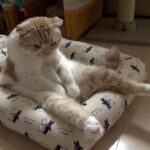 貫禄たっぷり!「オヤジ座り」から豪快なあくびを繰り出す猫に癒やされる - 肉球ドットコム(299.com)