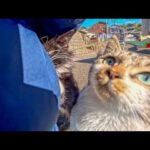 「ここは通さニャイ!」猫の関所に捕まった!長毛の黒白猫がポケットの中身を真剣チェック - 肉球ドットコム(299.com)