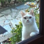 視線で訴えかける!「ご飯ちょうだい」と無言の圧力をかける猫の表情が話題 - 肉球ドットコム(299.com)