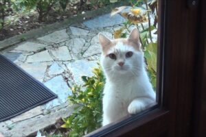 視線で訴えかける!「ご飯ちょうだい」と無言の圧力をかける猫の表情が話題 - 肉球ドットコム(299.com)