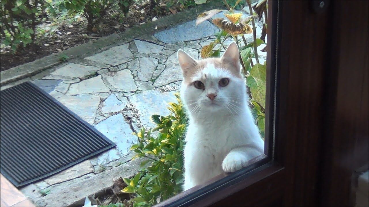 視線で訴えかける!「ご飯ちょうだい」と無言の圧力をかける猫の表情が話題 - 肉球ドットコム(299.com)