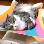 「それ、乗り方違うよ!」新ハンモックに大苦戦する人気猫「まる」の姿が可愛すぎると話題 - 肉球ドットコム(299.com)