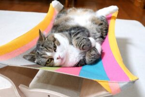 「それ、乗り方違うよ!」新ハンモックに大苦戦する人気猫「まる」の姿が可愛すぎると話題 - 肉球ドットコム(299.com)