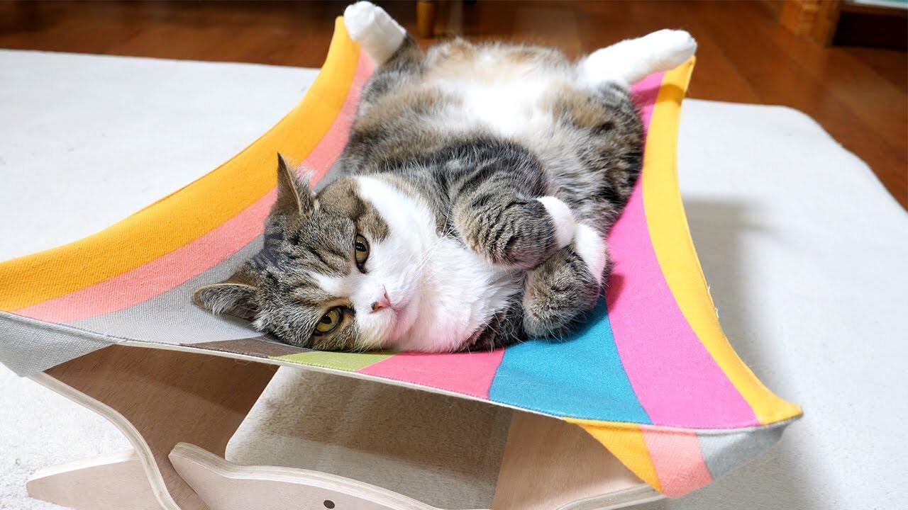 「それ、乗り方違うよ!」新ハンモックに大苦戦する人気猫「まる」の姿が可愛すぎると話題 - 肉球ドットコム(299.com)