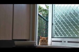 寒い日に現れた野良猫「健太郎」に心温まるおもてなし!みぞれの中、健気にやってきた姿に感動 - 肉球ドットコム(299.com)