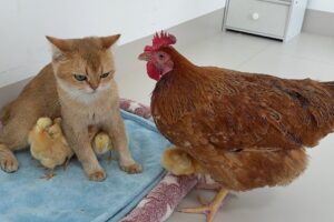 まさかの愛情表現!ヒヨコに過保護な母猫が「抱っこ」で連れ戻そうとする姿が話題に - 肉球ドットコム(299.com)