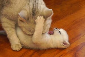 容赦なしの愛情!強引に毛づくろいする母猫と、抵抗する子猫たちが話題に - 肉球ドットコム(299.com)