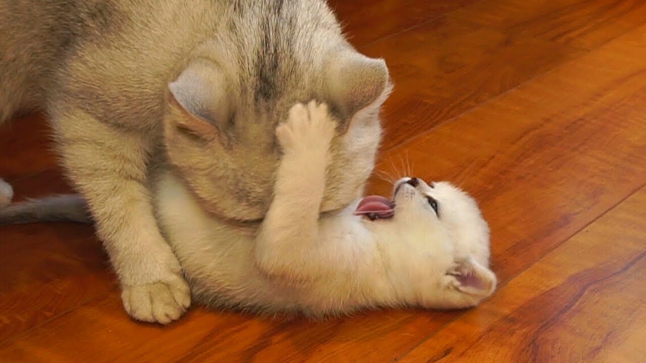 容赦なしの愛情!強引に毛づくろいする母猫と、抵抗する子猫たちが話題に - 肉球ドットコム(299.com)