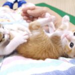 いじめっ子のお尻かじり攻撃に「助けて!」と飼い主を見上げる子猫の表情が可愛すぎる - 肉球ドットコム(299.com)