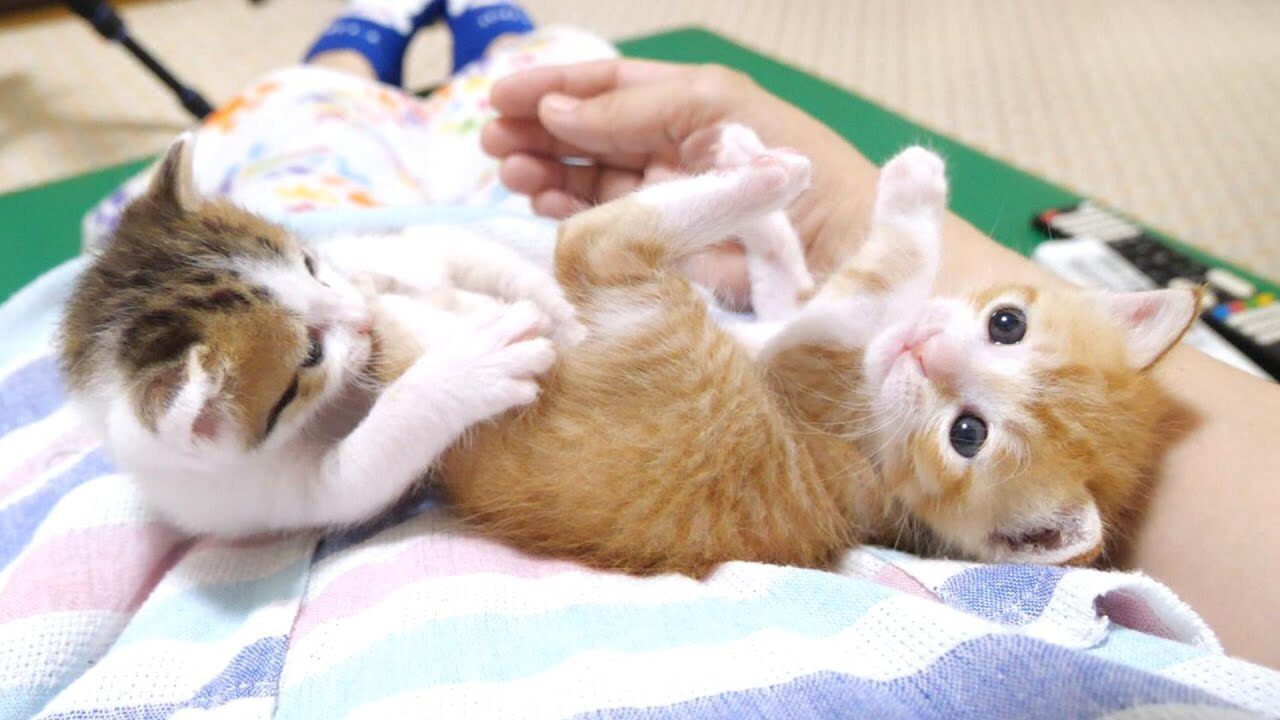 いじめっ子のお尻かじり攻撃に「助けて!」と飼い主を見上げる子猫の表情が可愛すぎる - 肉球ドットコム(299.com)