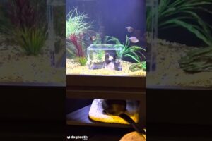 【感動】好奇心旺盛な猫のために飼い主が特注!魚を間近で観察できる「特製アクアリウム」に反響 - 肉球ドットコム(299.com)