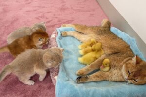 まさかの三角関係?母猫の寝床を占拠したアヒルに困惑する子猫たちの様子が可愛すぎると話題 - 肉球ドットコム(299.com)