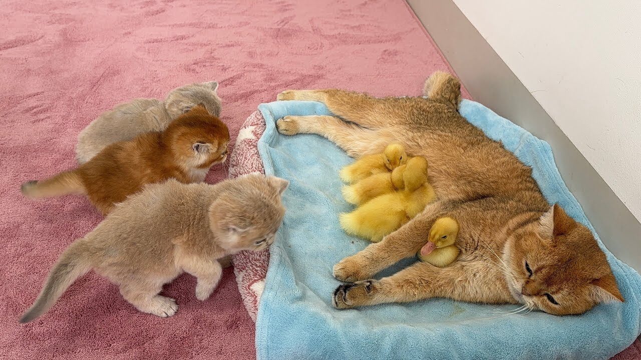 まさかの三角関係?母猫の寝床を占拠したアヒルに困惑する子猫たちの様子が可愛すぎると話題 - 肉球ドットコム(299.com)