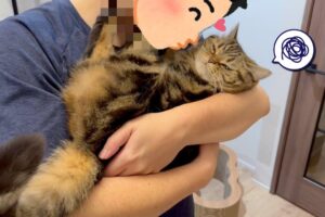 パパのキスに「やめて!」不満顔を隠せない猫の抗議が可愛すぎると話題に - 肉球ドットコム(299.com)