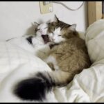 寒い日はここが一番!布団乾燥機の上に「猫団子」になって集まる猫たちが可愛すぎた - 肉球ドットコム(299.com)