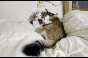 寒い日はここが一番!布団乾燥機の上に「猫団子」になって集まる猫たちが可愛すぎた - 肉球ドットコム(299.com)