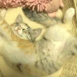 「きゅん」が止まらない!愛らしい鳴き声で甘える子猫「モモ」の癒やし動画 - 肉球ドットコム(299.com)