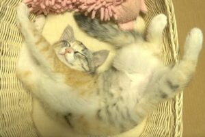 「きゅん」が止まらない!愛らしい鳴き声で甘える子猫「モモ」の癒やし動画 - 肉球ドットコム(299.com)