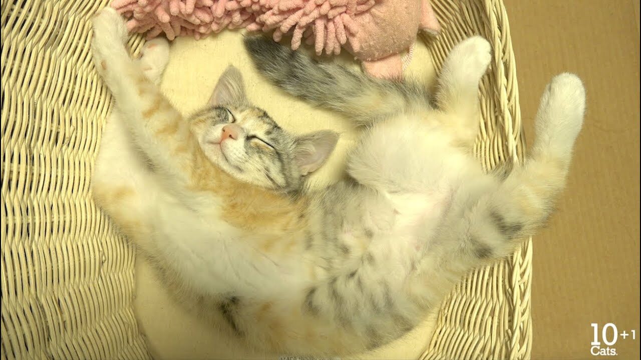 「きゅん」が止まらない!愛らしい鳴き声で甘える子猫「モモ」の癒やし動画 - 肉球ドットコム(299.com)