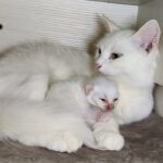 小さな命に愛を囁く!生まれたての子猫に優しく「話しかける」母猫の深い愛情 - 肉球ドットコム(299.com)