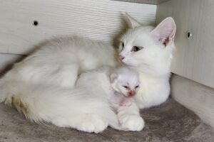 小さな命に愛を囁く!生まれたての子猫に優しく「話しかける」母猫の深い愛情 - 肉球ドットコム(299.com)