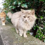 「孫をよろしく!」飼い主にモフられたお婆ちゃん猫が、可愛い子猫たちを「紹介」する姿が話題に - 肉球ドットコム(299.com)