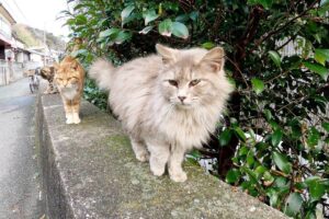 「孫をよろしく!」飼い主にモフられたお婆ちゃん猫が、可愛い子猫たちを「紹介」する姿が話題に - 肉球ドットコム(299.com)