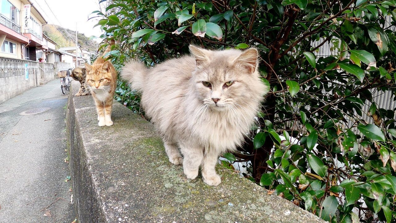 「孫をよろしく!」飼い主にモフられたお婆ちゃん猫が、可愛い子猫たちを「紹介」する姿が話題に - 肉球ドットコム(299.com)