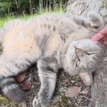 「モフるがニャ!」トトロ猫と目が合ったら即座に無防備な“お腹”を晒す甘えっぷりが可愛すぎ - 肉球ドットコム(299.com)