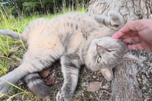 「モフるがニャ!」トトロ猫と目が合ったら即座に無防備な“お腹”を晒す甘えっぷりが可愛すぎ - 肉球ドットコム(299.com)