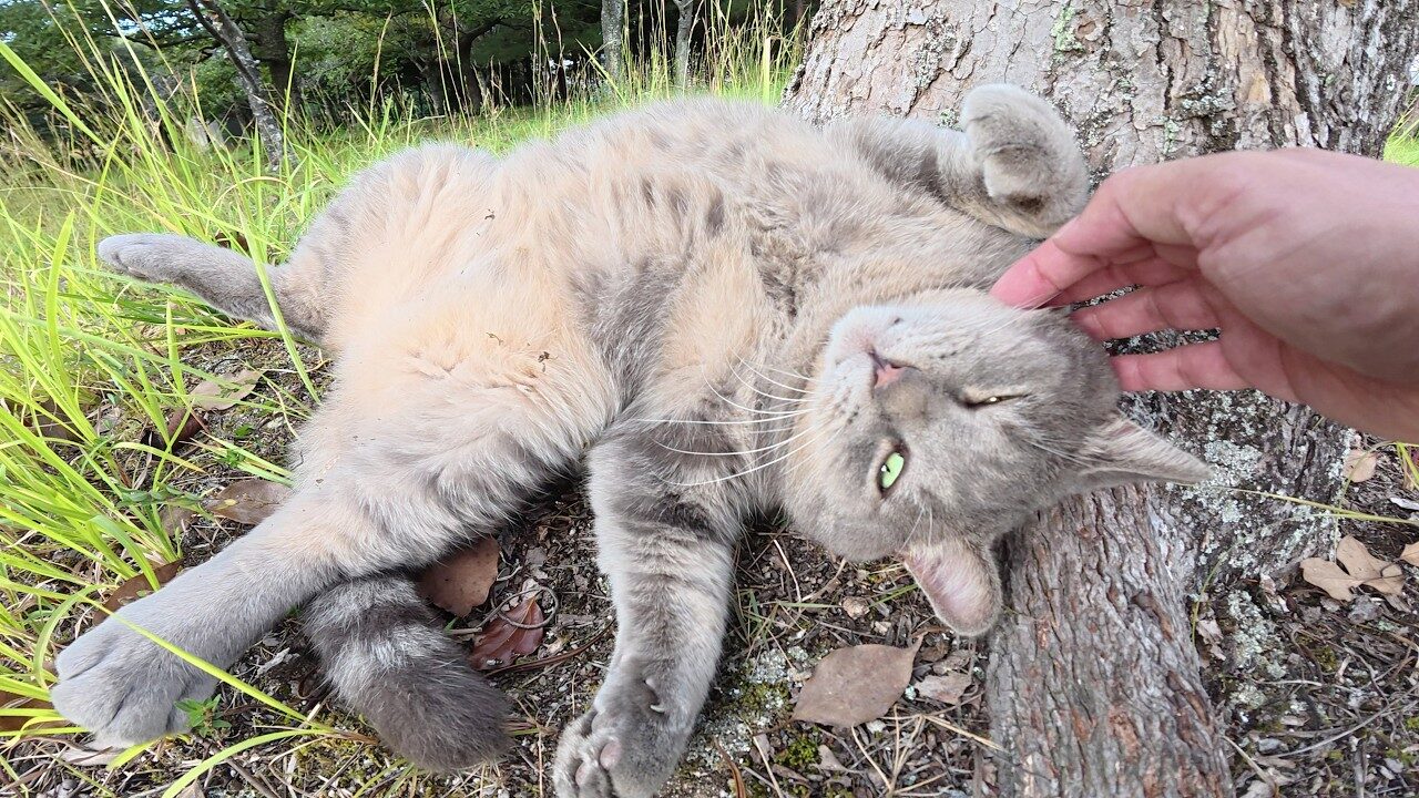 「モフるがニャ!」トトロ猫と目が合ったら即座に無防備な“お腹”を晒す甘えっぷりが可愛すぎ - 肉球ドットコム(299.com)