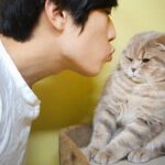 猫の反応がシビアすぎる!飼い主のキス攻撃に「やめてくれ」と真顔で抵抗する猫たち - 肉球ドットコム(299.com)