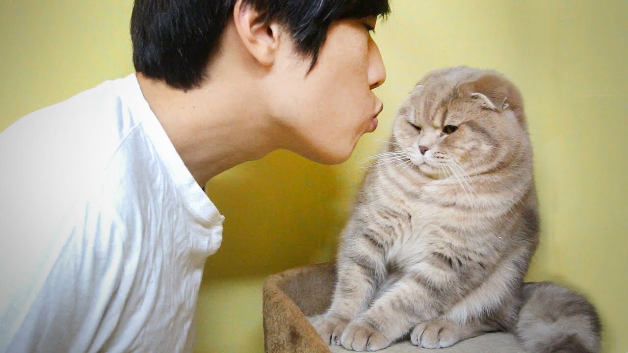 猫の反応がシビアすぎる!飼い主のキス攻撃に「やめてくれ」と真顔で抵抗する猫たち - 肉球ドットコム(299.com)