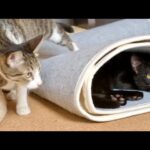 「私、知ってるニャ」確信犯な表情で飼い主を翻弄!“わざと”が可愛い猫の日常 - 肉球ドットコム(299.com)