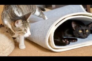 「私、知ってるニャ」確信犯な表情で飼い主を翻弄!“わざと”が可愛い猫の日常 - 肉球ドットコム(299.com)