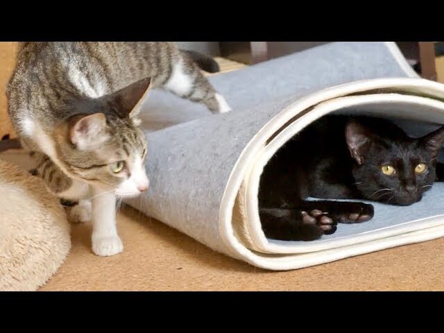 「私、知ってるニャ」確信犯な表情で飼い主を翻弄!“わざと”が可愛い猫の日常 - 肉球ドットコム(299.com)