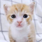 まさかの瞬間!遊び疲れて「ごめん寝」続出の子猫たちが可愛すぎると話題 - 肉球ドットコム(299.com)