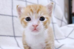 まさかの瞬間!遊び疲れて「ごめん寝」続出の子猫たちが可愛すぎると話題 - 肉球ドットコム(299.com)