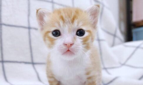 まさかの瞬間!遊び疲れて「ごめん寝」続出の子猫たちが可愛すぎると話題 - 肉球ドットコム(299.com)