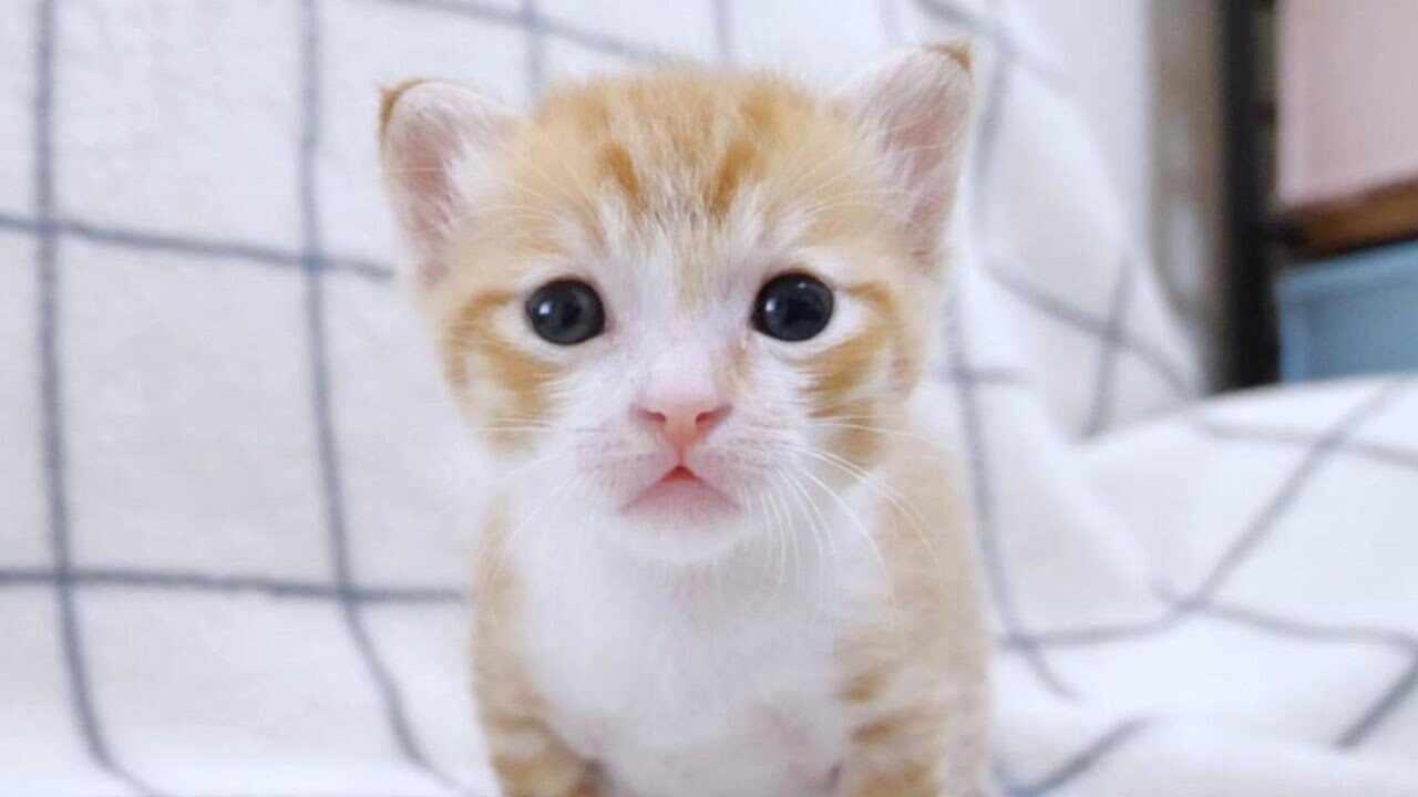 まさかの瞬間!遊び疲れて「ごめん寝」続出の子猫たちが可愛すぎると話題 - 肉球ドットコム(299.com)